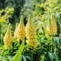 Yellow Blue White Lupine Flowers 40 Seeds
