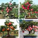 Bonsai Apple Tree Seeds Garden Yard Outdoor Living Fruit Plant 20 seeds