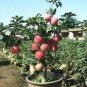 Bonsai Apple Tree Seeds Garden Yard Outdoor Living Fruit Plant 20 seeds