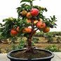 Bonsai Apple Tree Seeds Garden Yard Outdoor Living Fruit Plant 20 seeds