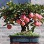 Bonsai Apple Tree Seeds Garden Yard Outdoor Living Fruit Plant 20 seeds