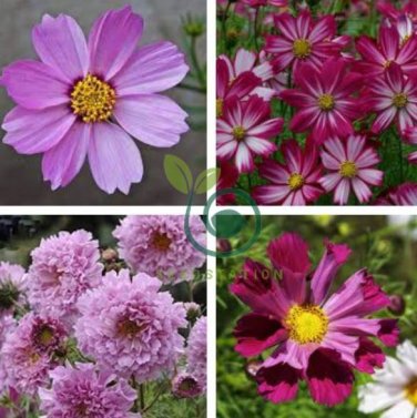 Cosmos Coreopsis Double Petals Dark Red White Pink 100 Seeds