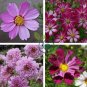 Cosmos Coreopsis Double Petals Dark Red White Pink 100 Seeds