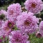 Cosmos Coreopsis Double Petals Dark Red White Pink 100 Seeds