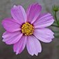Cosmos Coreopsis Double Petals Dark Red White Pink 100 Seeds