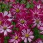 Cosmos Coreopsis Double Petals Dark Red White Pink 100 Seeds