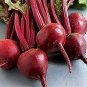 Beetroot Mixed Blood Yellow White Color Vegetable 100 Seeds