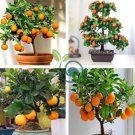 Orange Bonsai Potted Fruit Tree 40 Seeds