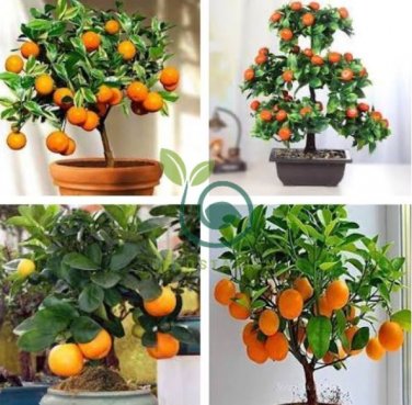 Orange Bonsai Potted Fruit Tree 40 Seeds