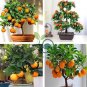 Orange Bonsai Potted Fruit Tree 40 Seeds