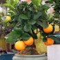 Orange Bonsai Potted Fruit Tree 40 Seeds