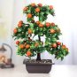 Orange Bonsai Potted Fruit Tree 40 Seeds