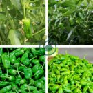 Famous Spanish Heirloom Padron Pepper 20 Seeds