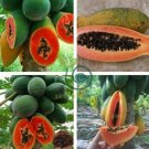 Hainan Red Papaya Green Skin Fruit 12 Seeds