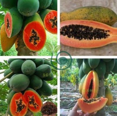 Hainan Red Papaya Green Skin Fruit 12 Seeds