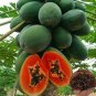 Hainan Red Papaya Green Skin Fruit 12 Seeds