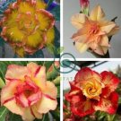Adenium Golden Petals with Light Pink Edge Flower 4 Seeds