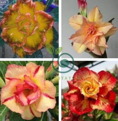Adenium Golden Petals with Light Pink Edge Flower 4 Seeds