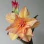 Adenium Golden Petals with Light Pink Edge Flower 4 Seeds
