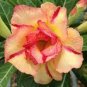 Adenium Golden Petals with Light Pink Edge Flower 4 Seeds