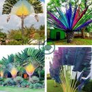 Rainbow Japanese Bottle Palm Bonsai Tree Exotic Plants 20 Seeds