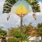 Rainbow Japanese Bottle Palm Bonsai Tree Exotic Plants 20 Seeds