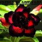 Black-to-white-to-red Adenium Flower 4 Seeds