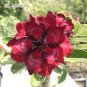 Black-to-white-to-red Adenium Flower 4 Seeds