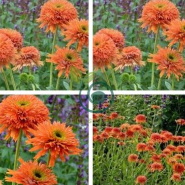 Echinacea 'COLORBURST' Orange Hybrid Bonsai Coneflowers 400 Seeds