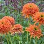 Echinacea 'COLORBURST' Orange Hybrid Bonsai Coneflowers 400 Seeds