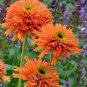 Echinacea 'COLORBURST' Orange Hybrid Bonsai Coneflowers 400 Seeds