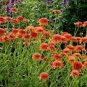 Echinacea 'COLORBURST' Orange Hybrid Bonsai Coneflowers 400 Seeds