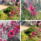 Leptospermum Scoparium Flamenco Angel's Trumpets 200 Seeds