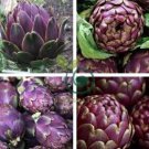 Rare Italian Artichoke 8 Seeds