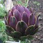 Rare Italian Artichoke 8 Seeds