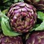 Rare Italian Artichoke 8 Seeds