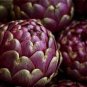 Rare Italian Artichoke 8 Seeds