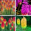 True Hot Poker (Kniphofia Uvaria) Beautiful Torch Lily Flower 600 Seeds