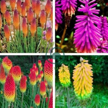 True Hot Poker (Kniphofia Uvaria) Beautiful Torch Lily Flower 600 Seeds