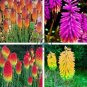 True Hot Poker (Kniphofia Uvaria) Beautiful Torch Lily Flower 600 Seeds