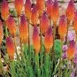True Hot Poker (Kniphofia Uvaria) Beautiful Torch Lily Flower 600 Seeds