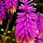 True Hot Poker (Kniphofia Uvaria) Beautiful Torch Lily Flower 600 Seeds