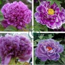Heirloom Purple Chinese Peony Flower 10 Seeds
