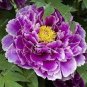 Heirloom Purple Chinese Peony Flower 10 Seeds