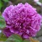 Heirloom Purple Chinese Peony Flower 10 Seeds