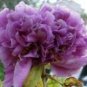 Heirloom Purple Chinese Peony Flower 10 Seeds