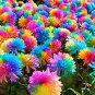 Rainbow Chrysanthemum Flower 40 Seeds