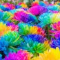 Rainbow Chrysanthemum Flower 40 Seeds