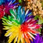 Rainbow Chrysanthemum Flower 40 Seeds