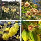 Chinese Flower Wintersweet Fragrant Red Chimonanthus 16 Seeds